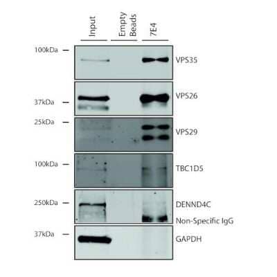 Immunoprecipitation: VPS35 Antibody (7E4) [NBP2-78823] - Immunoprecipitation analysis using Mouse Anti-VPS35 Monoclonal Antibody, Clone 7E4. Tissue: A549 cells. Species: Human. Primary Antibody: Mouse Anti-VPS35 Monoclonal Antibody.