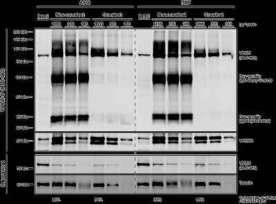 Immunoprecipitation: VPS35 Antibody (7E4) [NBP2-78823] - Immunoprecipitation analysis using Mouse Anti-VPS35 Monoclonal Antibody, Clone 7E4. Tissue: MEF, A549 cells. Species: Human, Mouse. Primary Antibody: Mouse Anti-VPS35 Monoclonal Antibody (SMC-602) at 1:5 (tissue culture supernatant). 10 ug antibody were coupled to 10 uL A/G resin beads either covalently (with DMP) or non-covalently (1 hour at 4 degrees). The antibody immunoprecipitates VPS35 in mouse and human cells effectively when covalently coupled to the beads..