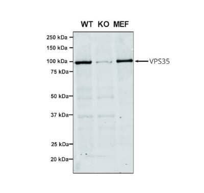 Western Blot: VPS35 Antibody (7E4) [NBP2-78823] - Western Blot analysis of Human, Mouse A549, MEF showing detection of VPS35 protein using Mouse Anti-VPS35 Monoclonal Antibody, Clone 7E4 (NBP2-78823). Lane 1: Molecular Weight Ladder. Lane 2: VPS35 KO A549 cells. Lane 3: mouse embryonic fibroblast cells.. Load: 8 ug each A549 and MEF. Primary Antibody: Mouse Anti-VPS35 Monoclonal Antibody (NBP2-78823) at 1:5 (tissue culture supernatant). Secondary Antibody: Donkey anti-mouse IRDye 800CW at 1:25000 in TBS-T.