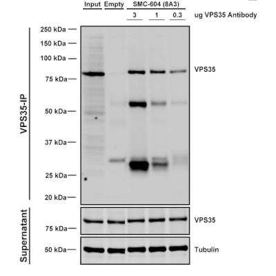 Immunoprecipitation: VPS35 Antibody (8A3) [NBP2-78825] - Tissue: embryonic fibroblast. Species: Mouse. Primary Antibody: Mouse Anti-VPS35 Monoclonal Antibody (NBP2-78825). Three amounts of NBP2-78825 (3, 1 and 0.3 ug) were non-covalently coupled to 10uL of A/G sepharose beads for 1 hour at 4 degrees C and next incubated with 250ug of MEF lysate for 2 hours at 4 degrees C.