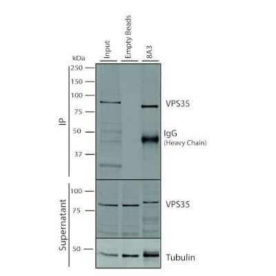 Immunoprecipitation: VPS35 Antibody (8A3) [NBP2-78825] - Immunoprecipitation analysis using Mouse Anti-VPS35 Monoclonal Antibody, Clone 8A3. Tissue: A549 cells. Species: Human. Primary Antibody: Mouse Anti-VPS35 Monoclonal Antibody. 500 uL cell culture supernatants were incubated with 10 uL of Protein A/G resin beads for 1 hour at 4C.  clone 8A3 depletes VPS35 from the A549 cell extract.