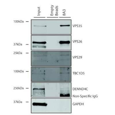 Immunoprecipitation: VPS35 Antibody (8A3) [NBP2-78825] - Immunoprecipitation analysis using Mouse Anti-VPS35 Monoclonal Antibody, Clone 8A3. Tissue: A549 cells. Species: Human. Primary Antibody: Mouse Anti-VPS35 Monoclonal Antibody.