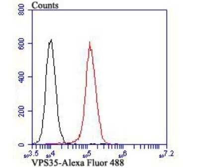 Flow Cytometry: VPS35 Antibody (JB33-82) [NBP2-75710] - Analysis of 293T cells with VPS35 antibody at 1/100 dilution (red) compared with an unlabelled control (cells without incubation with primary antibody; black). Alexa Fluor 488-conjugated goat anti-rabbit IgG was used as the secondary antibody.