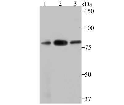 Western Blot: VPS35 Antibody (JB33-82) [NBP2-75710] - Analysis of VPS35 on different lysates using anti-VPS35 antibody at 1/500 dilution.Positive control:Lane 1: PC-3M      Lane 2: U937Lane 3: SH-SY-5Y