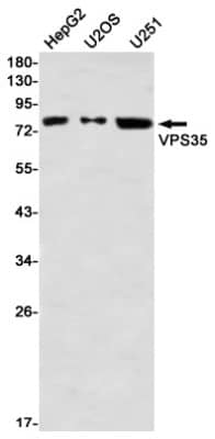 Western Blot: VPS35 Antibody (S03-6E1) [NBP3-19926] - Western blot detection of VPS35 in HepG2, U2OS, U251 using NBP3-19926 (1:1000 diluted)