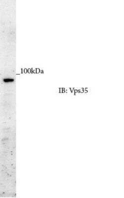 Western Blot: VPS35 Antibody [NB100-1397] - HEK293T cell lysate. WB image submitted by a verified customer review.