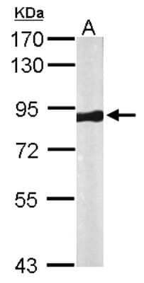 Western Blot: VPS35 Antibody [NBP1-31069] - Sample (50 ug of whole cell lysate) A: Mouse brain 7. 5% SDS PAGE; antibody diluted at 1:1000.