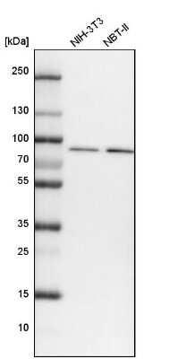 Western Blot: VPS35 Antibody [NBP2-13517] - Analysis in mouse cell line NIH-3T3 and rat cell line NBT-II.