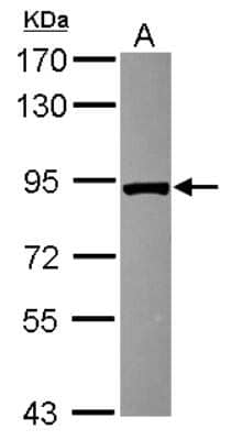 Western Blot: VPS35 Antibody [NBP2-20876] - Sample (30 ug of whole cell lysate) A: HCT116 7. 5% SDS PAGE gel, diluted at 1:1000.