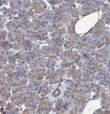 Immunohistochemistry-Paraffin: VPS36 Antibody [NBP2-13518] - Staining of human pancreas shows weak cytoplasmic positivity in exocrine glandular cells.