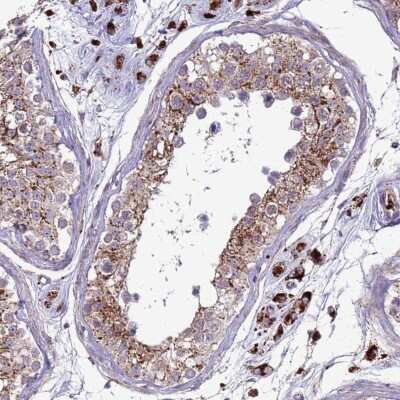 Immunohistochemistry-Paraffin: VPS36 Antibody [NBP2-13519] - Staining of human testis shows cytoplasmic positivity in cells in seminiferous ducts and Leydig cells.