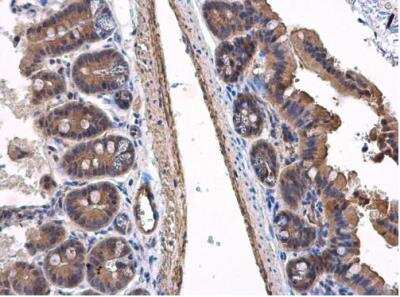 Immunohistochemistry-Paraffin: VPS36 Antibody [NBP2-20877] - Paraffin-embedded mouse intestine. VPS36 antibody diluted at 1:500.