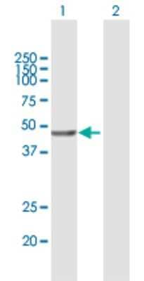 Western Blot: VPS36 Antibody [H00051028-B01P] - Analysis of VPS36 expression in transfected 293T cell line by VPS36 polyclonal antibody.  Lane 1: VPS36 transfected lysate(42.46 KDa). Lane 2: Non-transfected lysate.