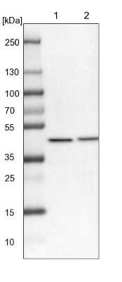 Western Blot VPS36 Antibody