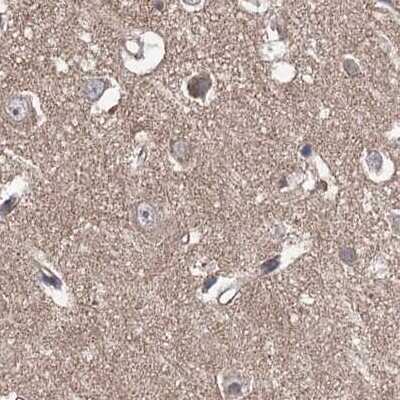 Immunohistochemistry-Paraffin: VPS37B Antibody [NBP1-82283] - Staining of human cerebral cortex.