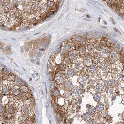 Immunohistochemistry-Paraffin: VPS37B Antibody [NBP2-38398] - Staining of human testis.