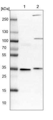 Western Blot: VPS37B Antibody [NBP1-82283] - Lane 1: NIH-3T3 cell lysate (Mouse embryonic fibroblast cells). Lane 2: NBT-II cell lysate (Rat Wistar bladder tumor cells).