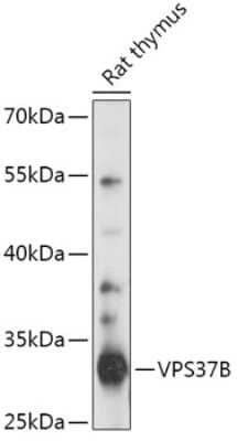 Western Blot: VPS37B Antibody [NBP2-93151] - Analysis of extracts of Rat thymus, using VPS37B at 1:1000 dilution.Secondary antibody: HRP Goat Anti-Rabbit IgG (H+L) at 1:10000 dilution.Lysates/proteins: 25ug per lane.Blocking buffer: 3% nonfat dry milk in TBST.Detection: ECL Basic Kit .Exposure time: 30s.