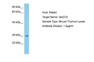 Western Blot: VPS37D Antibody [NBP2-83753] - Host: Rabbit. Target Name: VPS37D. Sample Tissue: Mouse Thymus lysates. Antibody Dilution: 1ug/ml