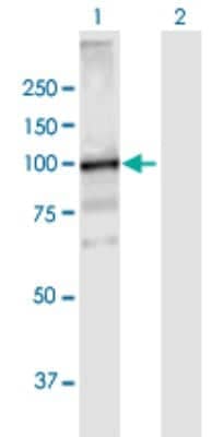 Western Blot: VPS39 Antibody [H00023339-B01P] - Analysis of VPS39 expression in transfected 293T cell line by VPS39 polyclonal antibody.  Lane1:VPS39 transfected lysate(96.25 KDa). Lane2:Non-transfected lysate.