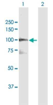 Western Blot: VPS39 Antibody [H00023339-D01P] - Analysis of VPS39 expression in transfected 293T cell line by VPS39 polyclonal antibody.Lane 1: VPS39 transfected lysate(100.80 KDa).Lane 2: Non-transfected lysate.