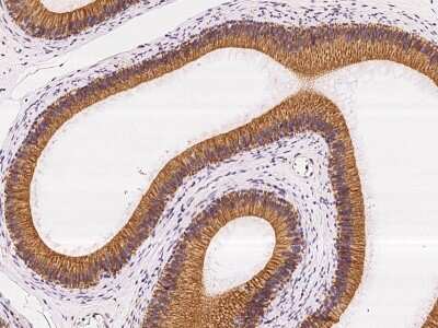 Immunohistochemistry-Paraffin: VPS45 Antibody [NBP2-98574] - Immunochemical staining of human VPS45 in human epididymis with rabbit polyclonal antibody at 1:100 dilution, formalin-fixed paraffin embedded sections.