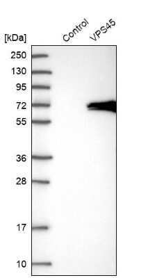 Western Blot: VPS45 Antibody [NBP1-81641] - Analysis in control (vector only transfected HEK293T lysate) and VPS45 over-expression lysate (Co-expressed with a C-terminal myc-DDK tag (3.1 kDa) in mammalian HEK293T cells).