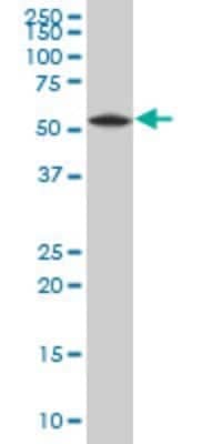 Western Blot: VPS4B Antibody [H00009525-A01] - Analysis of VPS4B expression in Y-79 (Cat # L042V1).