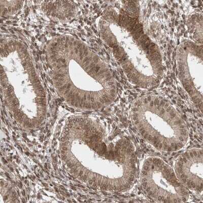Immunohistochemistry-Paraffin: VPS50 Antibody [NBP1-88012] - Staining of human endometrium shows moderate cytoplasmic positivity in glandular cells.