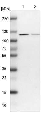 Western Blot VPS50 Antibody - BSA Free