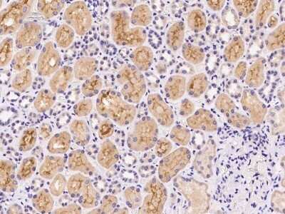 Immunohistochemistry-Paraffin: VPS52 Antibody [NBP2-97979] - Immunochemical staining of human VPS52 in human kidney with rabbit polyclonal antibody at 1:100 dilution, formalin-fixed paraffin embedded sections.