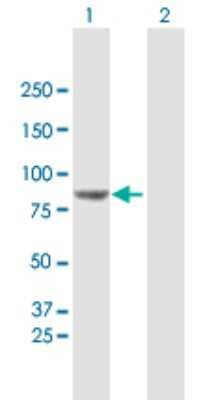 Western Blot: VPS52 Antibody [H00006293-B01P] - Analysis of VPS52 expression in transfected 293T cell line by VPS52 polyclonal antibody.  Lane 1: VPS52 transfected lysate(79.53 KDa). Lane 2: Non-transfected lysate.