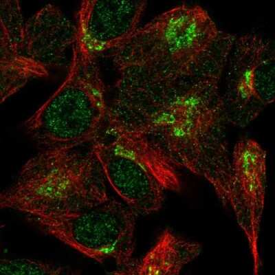 Immunocytochemistry/Immunofluorescence: VPS54 Antibody [NBP2-57268] - Staining of human cell line Hep G2 shows localization to nucleoplasm & the Golgi apparatus.