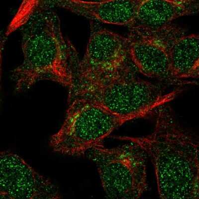 Immunocytochemistry/Immunofluorescence: VPS54 Antibody [NBP2-57640] - Staining of human cell line Hep G2 shows localization to nucleoplasm & the Golgi apparatus.