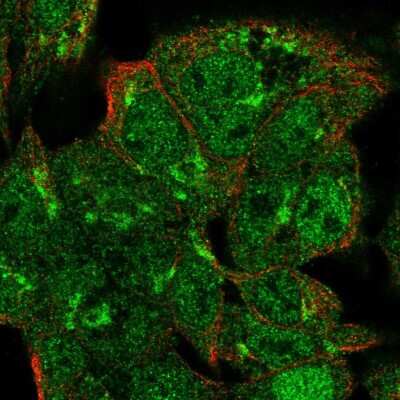 Immunocytochemistry/Immunofluorescence: VPS54 Antibody [NBP2-58379] - Staining of human cell line Hep G2 shows localization to nucleoplasm & the Golgi apparatus.