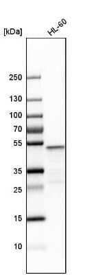 Western Blot VRK1 Antibody