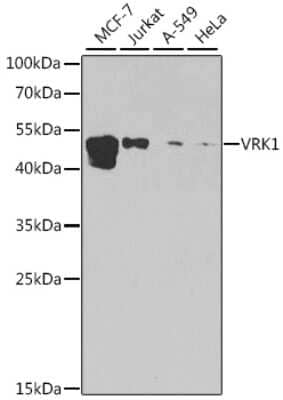 Western Blot: VRK1 Antibody [NBP2-93500] - Analysis of extracts of various cell lines, using VRK1 . Exposure time: 90s.