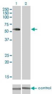 Western Blot: VRK2 Antibody (3B10) [H00007444-M01] - Analysis of VRK2 over-expressed 293 cell line, cotransfected with VRK2 Validated Chimera RNAi ( Cat # H00007444-R01V ) (Lane 2) or non-transfected control (Lane 1). Blot probed with VRK2 monoclonal antibody (M01) clone 3B10 (Cat # H00007444-M01 ). GAPDH ( 36.1 kDa ) used as specificity and loading control.