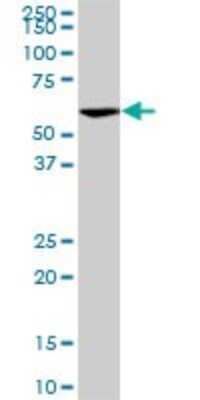 Western Blot: VRK2 Antibody (3B10) [H00007444-M01] - VRK2 monoclonal antibody (M01), clone 3B10. Analysis of VRK2 expression in U-2 OS.