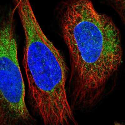 Immunocytochemistry/ Immunofluorescence VRK2 Antibody - BSA Free