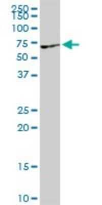 Western Blot: VRK2 Antibody [H00007444-D01P] - Analysis of VRK2 expression in mouse lung.