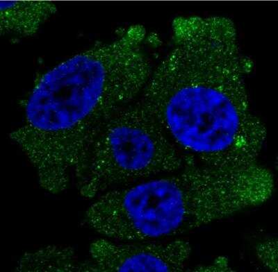 Immunocytochemistry/Immunofluorescence: VSIG1 Antibody [NBP1-81073] - Staining of human cell line PC-3 shows localization to cytosol & vesicles. Antibody staining is shown in green.