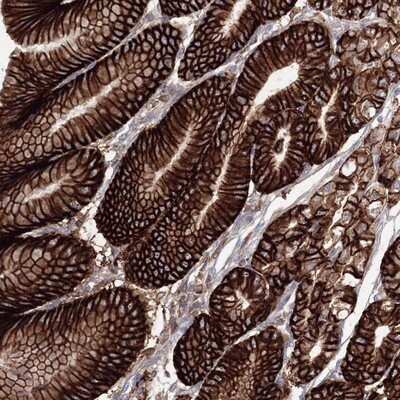 Immunohistochemistry-Paraffin: VSIG1 Antibody [NBP1-81073] - Staining of human stomach shows strong membranous and cytoplasmic positivity in glandular cells.