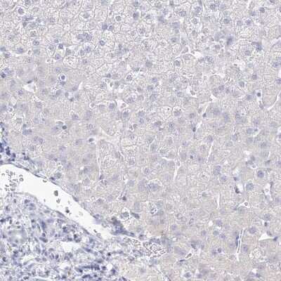 Immunohistochemistry-Paraffin: VSIG1 Antibody [NBP1-81073] - Staining of human liver shows low expression as expected.