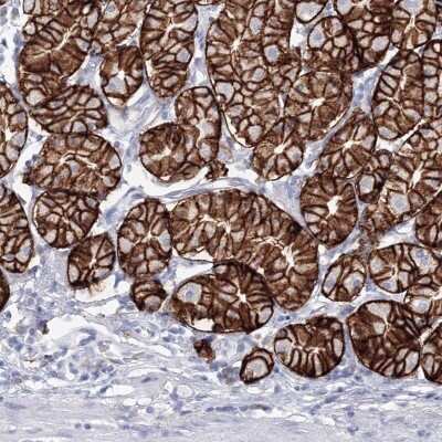 Immunohistochemistry-Paraffin: VSIG1 Antibody [NBP1-81073] - Staining of human stomach shows high expression.
