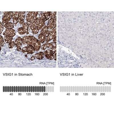 Immunohistochemistry-Paraffin: VSIG1 Antibody [NBP1-81073] - Staining in human stomach and liver tissues using anti-VSIG1 antibody. Corresponding VSIG1 RNA-seq data are presented for the same tissues.