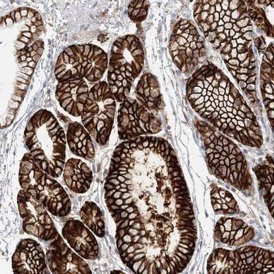 Immunohistochemistry-Paraffin: VSIG1 Antibody [NBP1-81074] - Staining of human stomach shows strong membranous and cytoplasmic positivity in glandular cells.