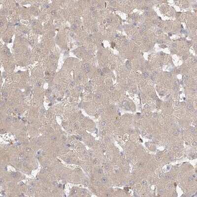 Immunohistochemistry-Paraffin: VSIG1 Antibody [NBP1-81074] - Staining of human liver shows low expression as expected.