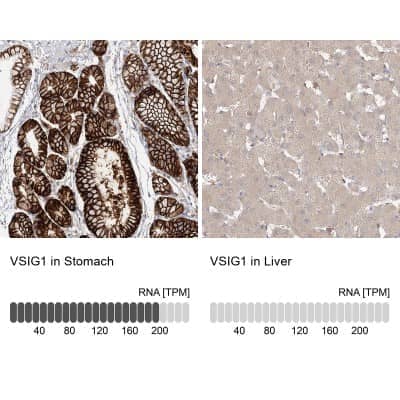 Immunohistochemistry-Paraffin: VSIG1 Antibody [NBP1-81074] - Staining in human stomach and liver tissues using anti-VSIG1 antibody. Corresponding VSIG1 RNA-seq data are presented for the same tissues.