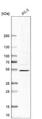 Western Blot: VSIG1 Antibody [NBP1-81073] - Analysis in human cell line PC-3.